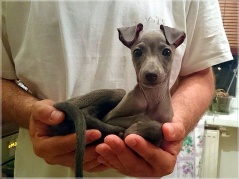 Italian Greyhound Puppies, Greyhound Puppy, Italian Greyhound Dog, Love My Dog, Grey Hound Dog, Italian Greyhound, Whippet, Beautiful Dogs, Greyhound