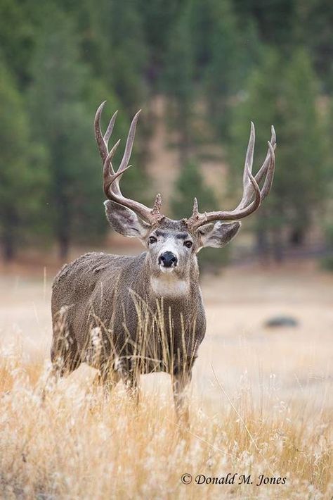 Mule Deer - Donald M. Jones Mule Deer Buck, Deer Doe, Deer Buck, Mule Deer, Mule, Deer, Animals