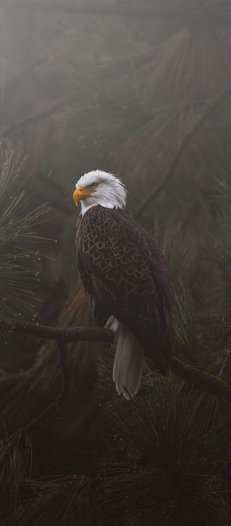 Eagle Phone Wallpaper, Eagle Aesthetic, Christian Animation, Cabincore Aesthetic, 3 Wallpaper, Japanese Wallpaper Iphone, Lion Photography, Eagle Wallpaper, Hype Wallpaper