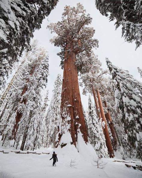 Sequoia National Park California, Sequoia Tree, Redwood National Park, Kings Canyon National Park, Theme Nature, Giant Tree, Kings Canyon, Old Trees, Sequoia National Park