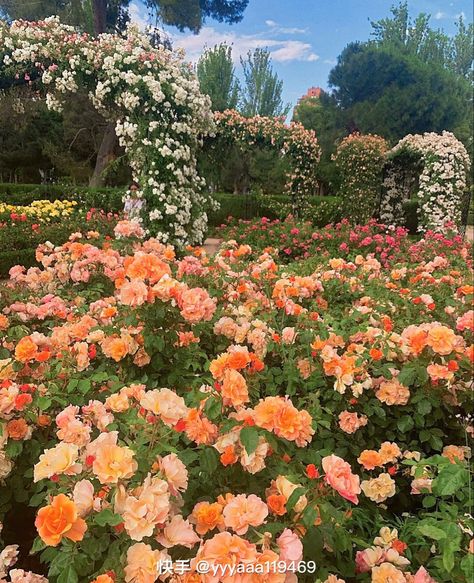 Orange Garden Aesthetic, Orange Flower Garden, Cottagecore Flowers, Orange Garden, Fleur Orange, Orange Flowers, Animal Crossing, Dream Life, Flower Garden