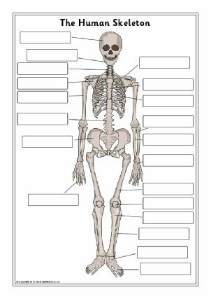 View Preview Human Skeleton For Kids, Skeleton Worksheet, Context Clues Worksheets, Anatomy Flashcards, Human Body Unit, Skeletal System, Social Studies Worksheets, 2nd Grade Worksheets, Human Skeleton