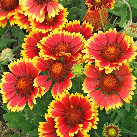 Blanketflower is a heat- and drought-tolerant wildflower that provides long-lasting color in a sunny border with poor soil. Its daisylike, 3-inch wide, single or double flowers bloom through the summer and into the fall.Zones 3-8/ Red And Yellow Flowers, Blanket Flower, Hybrid Tea Rose, Best Perennials, Easy Care Plants, Have Inspiration, Hybrid Tea Roses, River House, Flowers Perennials