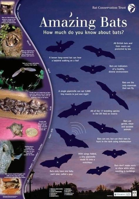 Bat Facts, Bat Species, Love London, Spooky Mama, Baby Bats, Environmental Education, Future Love, Animal Facts, Project Based Learning