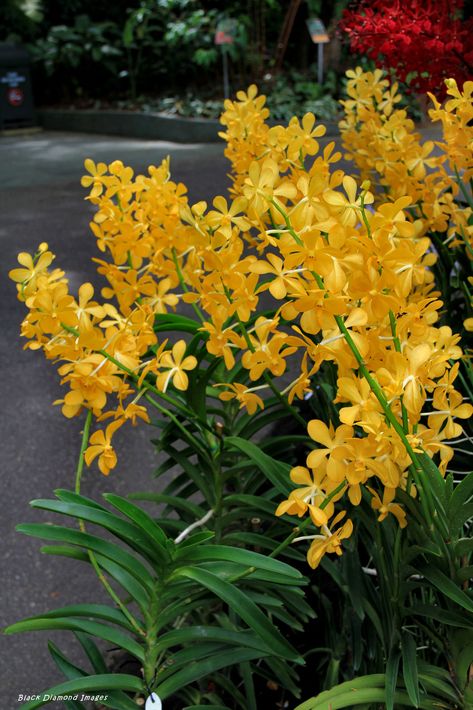 https://flic.kr/p/qk4NXy | Mokara Bangkok Gold X Ascda Fuchs Gold - National Orchid Garden, Singapore Botanic Gardens, Singapore |  © All Rights Reserved - Black Diamond Images  Family : Orchidaceae Mokara Orchids Plants, Mokara Orchids, Singapore Botanic Gardens, Orchid Garden, Orchids Garden, Plant Information, Orchid Care, Garden Pictures, Botanic Gardens