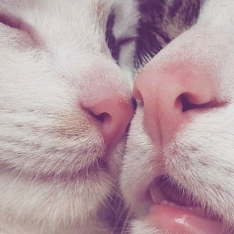 Sunday sleepy heads. ♡ #adorable . . . . . #naturalproducts #sundaysleepin #sleepysunday #cuteanimals #adorableanimals #crueltyfree #animalrights #sundayvibes #crueltyfreebeauty #crueltyfreemakeup #ecobeauty #lovelovelove #luxe Cat Teeth, Sleeping Cats, 2 Cats, Two Cats, White Cats, Cute Kittens, Secret Obsession, Cats Meow, Pretty Cats