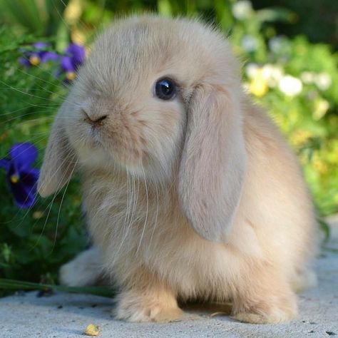 Rabbit Aesthetic, Pet Bunny Rabbits, Cute Bunny Pictures, Cute Small Animals, Cute Animals Puppies, Baby Animals Pictures, Super Cute Animals, Pretty Animals