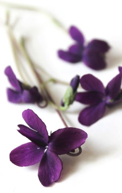 Shrinking Violet, Lavender Petals, Flower Cottage, Sweet Violets, All Things Purple, Violet Flower, African Violets, Beautiful Blooms, Shades Of Purple