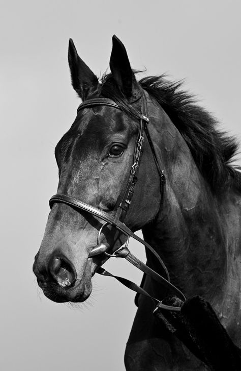 Horse White Background, Beautiful Horses Wild, Wellington Florida, Horse White, Horse Ears, Equine Photographer, Horse Aesthetic, Charcoal Art, Equestrian Life