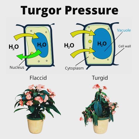 Osmotic Pressure, Plant Cells, Plant Cell, Cell Wall, The Cell, The Plant, In Water, Bending, Biology