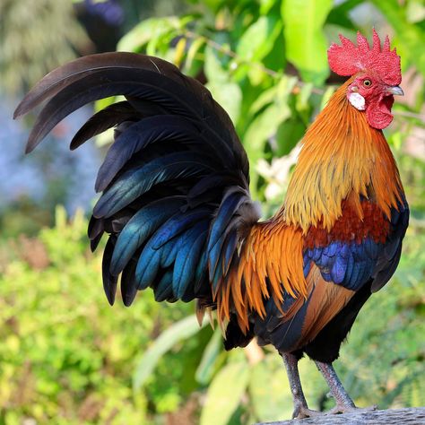 Rooster Aesthetic, Japanese Rooster, Chicken Photography, Gallic Rooster, Ikea Vases, Chicken Pictures, Backyard Chicken Farming, Rooster Painting, Beautiful Chickens