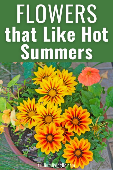 Bright yellow and orange gazania flowers with the text overlay: Flowers that Like Hot Summers Summer Season Flowers, Heat Resistant Flowers, Summer Flowering Plants, Heat Resistant Plants, Sidewalk Landscaping, Flowers 2023, 2023 Crafts, Flower Growing, Grow Flowers