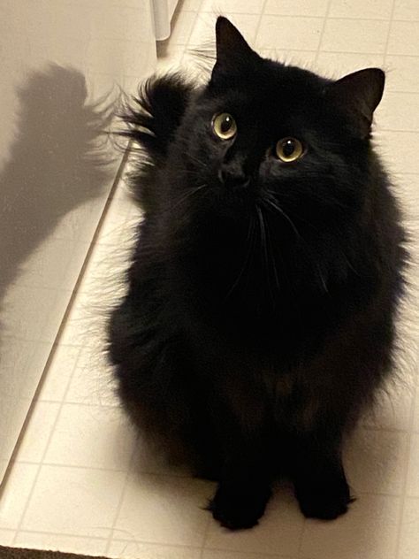 Fuzzy Black Cat, Black Fluffy Cat, Fluffy Black Cat, Black Kitties, Black Cat Aesthetic, Dream's Cat, Cute Little Kittens, Hairless Cat, A Black Cat