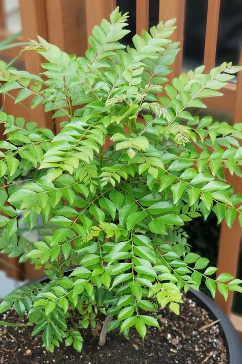 Curry Leaves Plant, Curry Leaf Plant, Mango Plant, Food Forest Garden, Curry Leaf, Medicinal Herbs Garden, Vegetable Shop, Vegetable Garden For Beginners, Leaf Plant