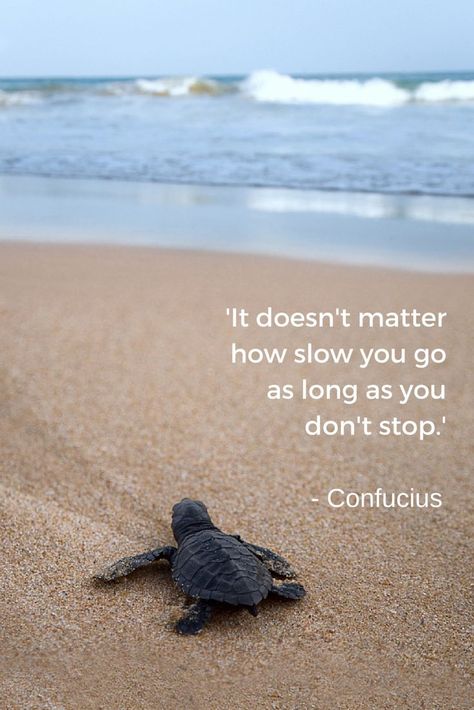 It does not matter how slowly you go as long as you do not stop. Confucius. Motivation Fatloss, Turtle Quotes, Confucius Quotes, Gym Diet, Lifestyle Motivation, Cute Turtles, Beach Quotes, Doesn't Matter, Health Lifestyle