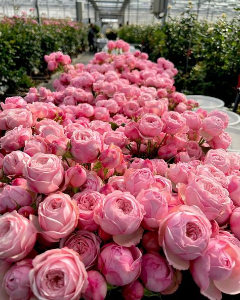 Pink Park, Pink Peonies Bouquet, Flower Bucket, Peonies Garden, Nothing But Flowers, Peony Rose, Peonies Bouquet, Flower Therapy, Beautiful Bouquet Of Flowers