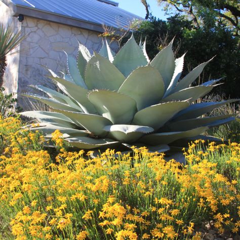 Texas Hill Country Decor, Texas Hill Country Landscape, Hill Country Landscape, Texas Hill Country House Plans, Texas Landscaping, Xeriscape Landscaping, Texas Plants, Scenery Ideas, Texas Landscape