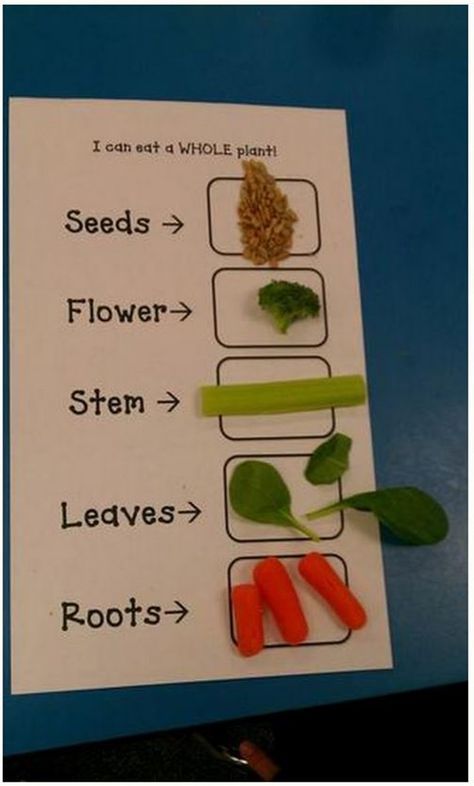 Hmmm... would they eat 'em? I like this! Eating the Parts of a Plant - Teach Junkie Plants Kindergarten, Exercise Science, Plants Unit, Plant Activities, Kid Science, 1st Grade Science, First Grade Science, Plant Life Cycle, Plant Science