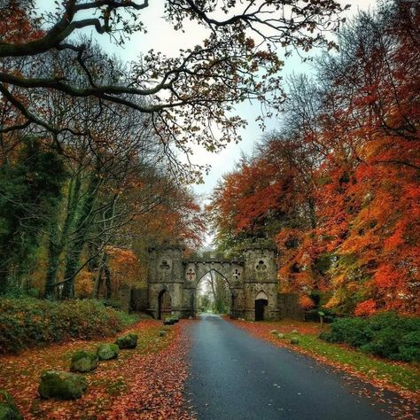 Irish Autumn Aesthetic, Tollymore Forest Park, Ireland In Autumn, Ireland Fall Aesthetic, Ireland Autumn Aesthetic, Places To Go In Ireland, Ireland In Fall, Dublin In Fall, Dublin In Autumn