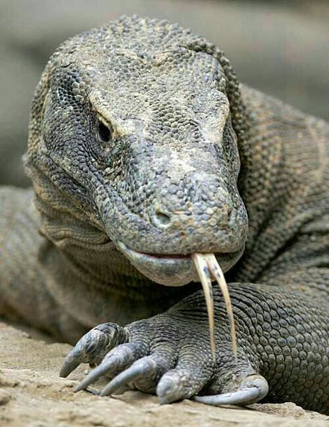 Lizard Species, Komodo Dragons, Large Lizards, Regard Animal, Fruit Picker, Monitor Lizard, Komodo Dragon, Komodo, Animal Pics