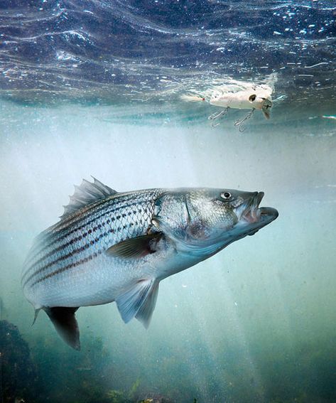 Photograph John Kuczala Striped Bass Topwater on One Eyeland Striped Bass Drawing, Rustic Showers, Striper Fish, Bass Fishing Pictures, Fishing Lures Art, Striped Bass Fishing, Fish Pictures, Bay Art, Fish Artwork