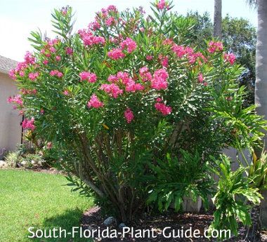 Oleander Tree, Oleander Nerium, Plumeria Pudica, Florida Plants Landscaping, Pink Oleander, Oleander Plants, Florida Gardens, Summer Drive, Zone 9b