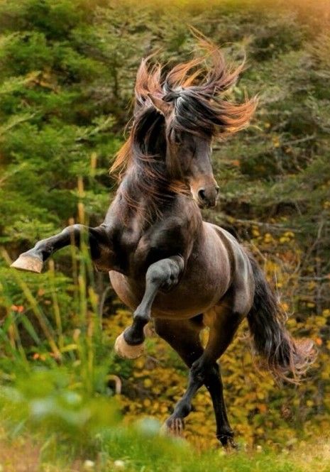 Horse Poses, Mini Horses, Lovely Pictures, Most Beautiful Horses, All The Pretty Horses, Equine Photography, Horse Photos, Pretty Horses, Amazing Animals