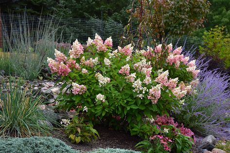 Hydrangea Paniculata Candlelight, Pinky Winky Hydrangea Tree, Pinnacle Hydrangea, Hydrangea Pinky Winky, Hydrangea Paniculata Pinky Winky, Pink Diamond Hydrangea, Panicle Hydrangea, Full Size Photo, Hydrangea Care