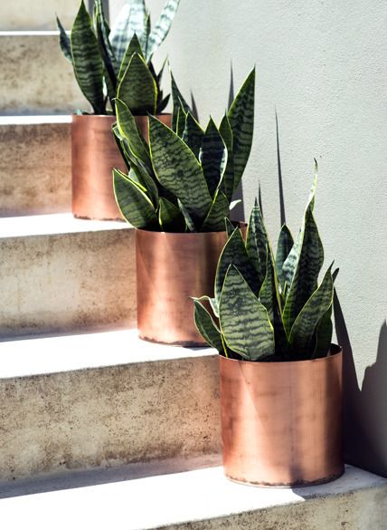 60 DIY Copper Projects                                                                                                                                                                                 More Kaktus Dan Sukulen, Easy Indoor Plants, نباتات منزلية, Copper Vase, Copper Planters, Copper Diy, Copper Pots, Planting Herbs, Snake Plant