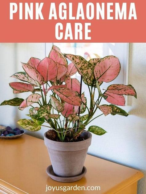 Aglonema Plant Care, Aglaonema Plant Care, Pink Plants Indoor, Pink House Plants, Aglonema Plant Variety, Chinese Evergreen Plant Care, Pink Leaves Plants, Lady Valentine Plant, Pink Lady Plant