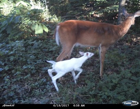 Deer And Fawn, Header Background, Trail Cam, Deer Pictures, Midwest Emo, Trail Camera, Camera Photos, Deer Art, Content Warning