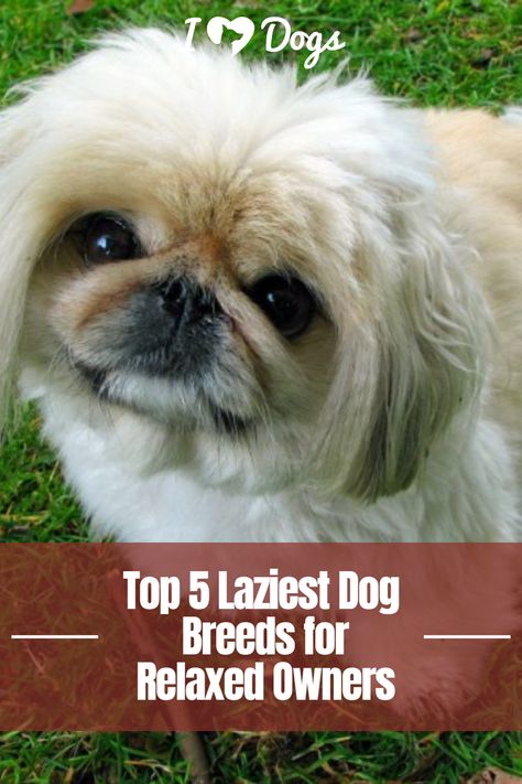 Top 5 Laziest Dog Breeds for Relaxed Owners Low Energy Dogs, Lazy Dog Breeds, Dog Top, Sedentary Lifestyle, Lazy Dog, Lap Dogs, Canine Companions, Low Energy, Basset Hound