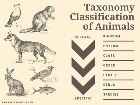 Taxonomic Classification of Animals Classification Of Animals, Taxonomic Classification, Kingdom Plantae, Animal Classification, Cnidaria, Living Organisms, Kingdom Animalia, Oceans Of The World, Marine Animals