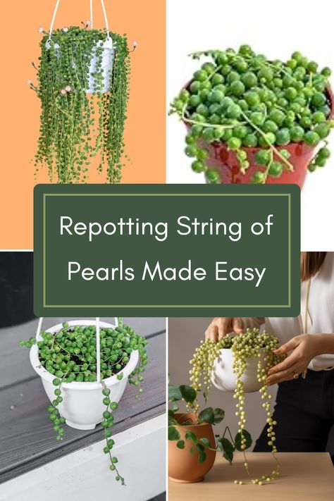 Wondering how to repot your adorable String of Pearls succulent? Look no further! Repotting this funky succulent vine is simpler than you think. Follow our step-by-step guide for stress-free care. Build confidence with nursery grown plants sourced from licensed greenhouses. Experience the joy Of brightly colored succulents that thrive on minimal watering and easy maintenance. Transform your home decor with this low-maintenance plant and enhance your indoor garden effortlessly. Your String of Pearls will love its new pot! String Of Pearls Plant, Worm Composting, Cactus Diy, Root Growth, String Of Pearls, Build Confidence, Low Maintenance Plants, Plant Collection, Greenhouses