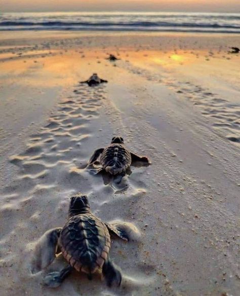 Sanibel island Florida | Perfect shoot 🥰 | Facebook Ocean Life Photography, Sea Turtle Pictures, Turtle Wallpaper, Baby Sea Turtles, Hawaii Pictures, Sanibel Island Florida, Cute Summer Wallpapers, Beautiful Ocean Pictures, Beautiful Sea Creatures