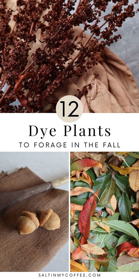 Plant Dyes Diy, Natural Dyes For Fabric, Acorn Dye, Eco Dyeing Fabric, Dye Plants, Leaf Dyeing, Diy Dye, Dyeing Fabric, Natural Dye Fabric