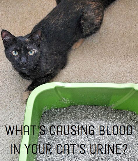 Causes of Blood in Cat Urine Cat Urine Smells, Urine Odor, Urine Smells, Cleaning Painted Walls, Dog Urine, Urine Stains, Cat Pee, Cat Urine, Dog Pee