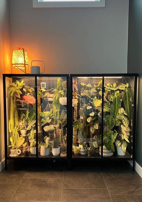 Ikea Plant Cabinet, Plant Cabinet, Paint Vase, Ikea Plant, Ikea Plants, Bedroom Stuff, Indoor Greenhouse, Plant Shelf, Growing Plants Indoors