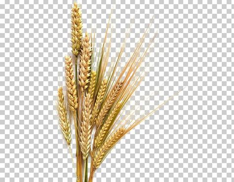 Barley Drawing, Barley Coffee, Field Of Barley, Barley Beer, Pearl Barley, Grain Foods, Free Sign, Barley, Color Help