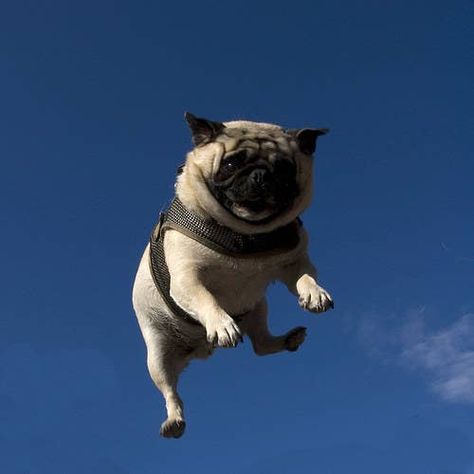 Flying Pug, Baby Pugs, Pug Pictures, Pug Puppies, Silly Dogs, Cute Pugs, Charles Spaniel, Pug Dog, Cute Creatures