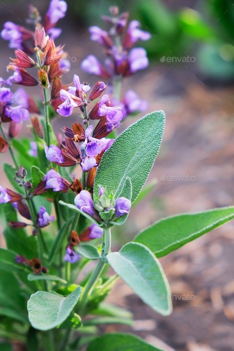 Blooming sage in the garden, close-up by Vell. Blooming sage in the garden, close-up. Sage plant. Salvia Officinalis. #Sponsored #garden, #close, #Blooming, #sage Herb Identification, Witchy Sleeve, Oklahoma Garden, Plant Pallet, Salvia Plant, Edible Herbs, Flowering Herbs, Sage Photography, Sage Flowers