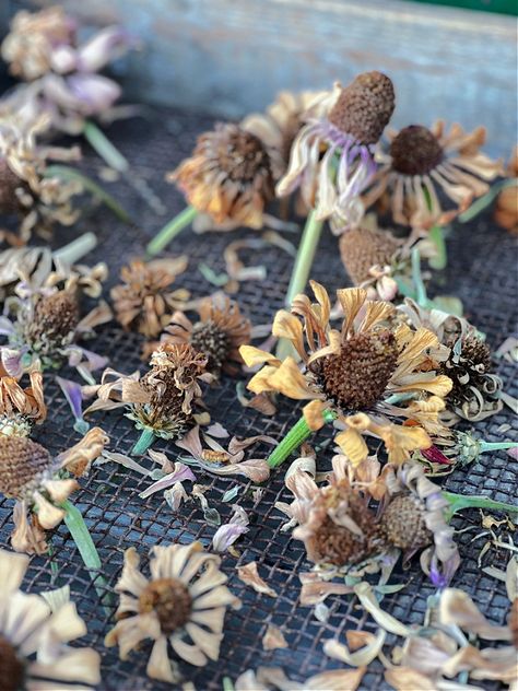 A Guide to Harvesting Zinnia Seeds Harvesting Seeds, Zinnia Wreath, Zinnia Seeds, Zinnia Garden, Garden Shears, Zinnia Flowers, Timing Is Everything, Seed Saving, Step By Step Guide