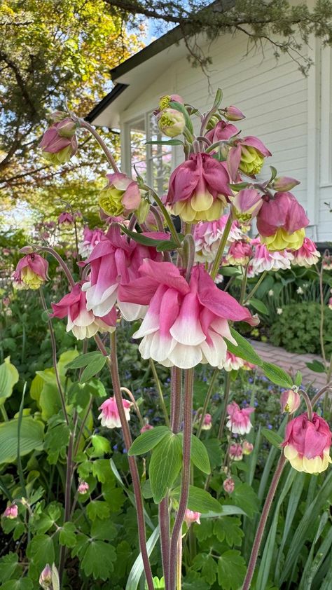 Garden Answer | ‘Pink Petticoat’ Columbine! 💖 | Instagram Garden Answer, Shade Plants, Dream Garden, Petticoat, Pretty Flowers, Drawings, Plants, Flowers, Pink