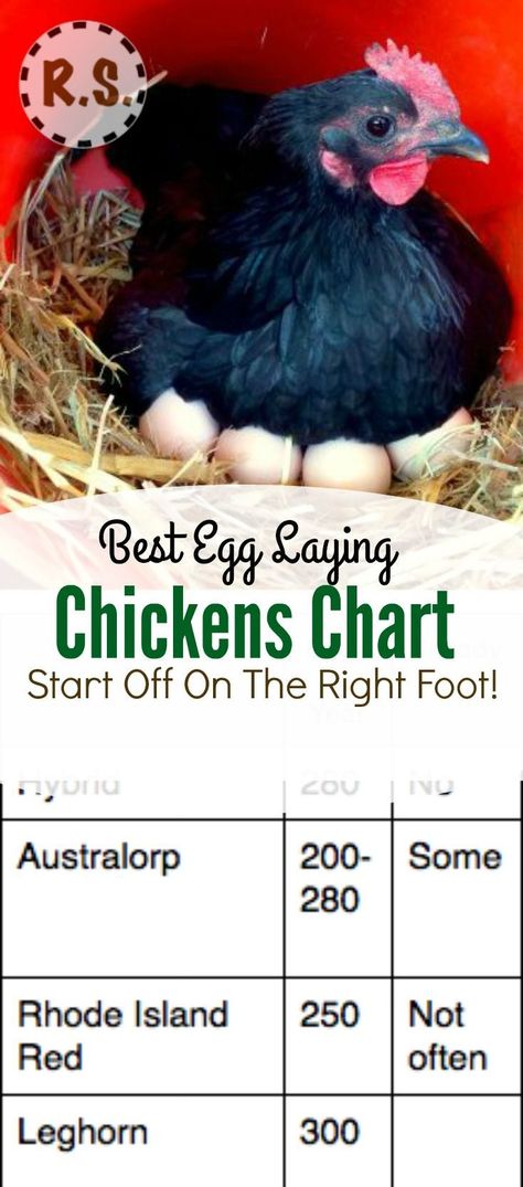 What are the best egg laying chickens? Which breeds should you consider when choosing your flock? Learn which… Chickens Breeds, Composting Ideas, Helping Nature, Raising Turkeys, Urban Chicken Farming, Laying Chickens Breeds, Chicken Incubator, Best Egg Laying Chickens, Laying Chickens