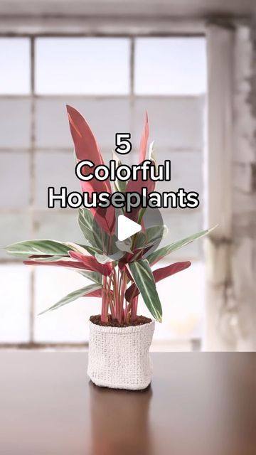 Colorful Houseplants, Patio Flowers, Indoor Flowers, Urban Jungle, Indoor Garden, Indoor Outdoor, Flowers, On Instagram, Instagram