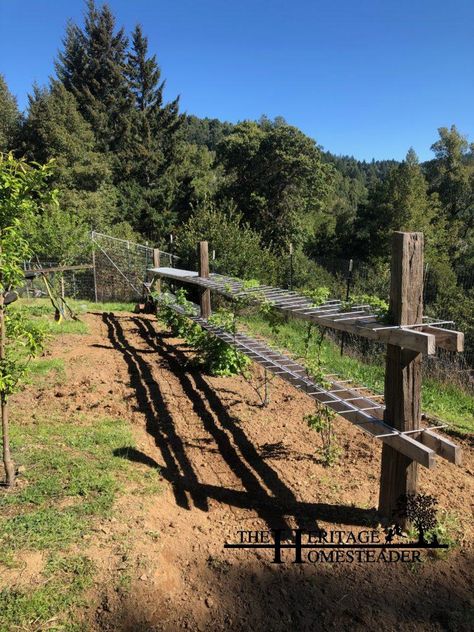 Blackberry Trellis Ideas, Blackberry Trellis, Cattle Panel Trellis, Raspberry Trellis, Raspberry Bushes, Raspberry Canes, Wild Blackberries, Building A Trellis, Raspberry Bush