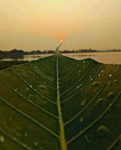 This leaf leading to the sun Path To Heaven, Perfectly Timed Photos, Time Photo, Water Droplets, Leaf Nature, Planet Earth, Natural Wonders, Amazing Photography, Green Leaves