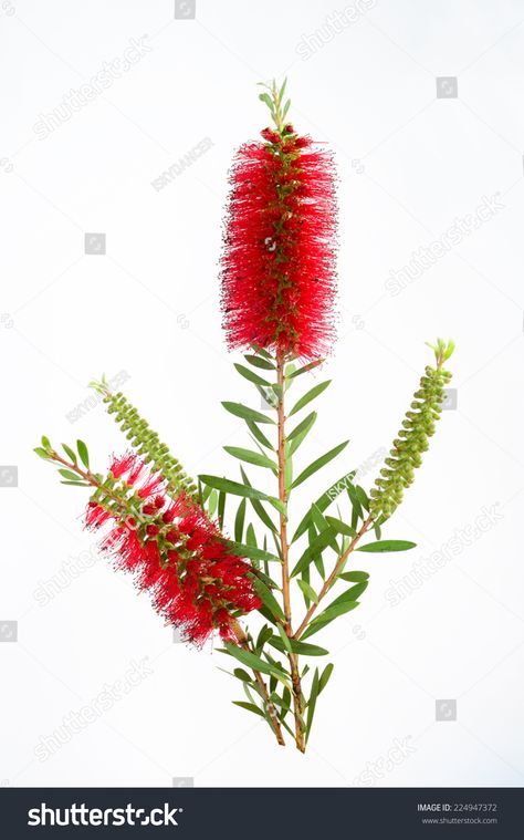 Bottle Brush Flower, Brush Flower, Floral Reference, White Background Photo, Floral Image, Australian Native, Bottle Brush, Reference Images, Flower Photos