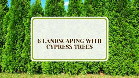 Explore creative and popular ideas for landscaping with Cypress trees, also known as Taxodium distichum. Discover how these graceful trees can enhance your garden design, offering both beauty and functionality. Perfect for those looking to incorporate natural elegance into their outdoor spaces, Cypress trees provide a unique and stunning element to any landscape. Leland Cypress Trees, Leland Cypress, Taxodium Distichum, Beautiful Flower Beds, Bald Cypress Tree, Functional Garden, Leyland Cypress, Italian Cypress, Bald Cypress