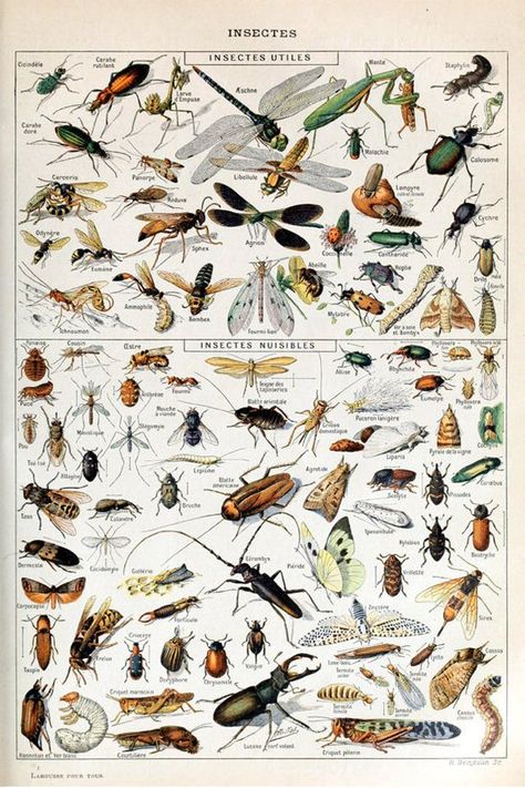 Entomology Illustration, Adolphe Millot, Types Of Bugs, Framing Ideas, History Posters, Insect Print, Butterfly Poster, Illustration Botanique, Picture Boxes